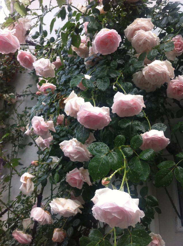 \"roses